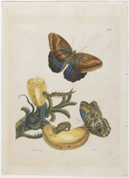 Bananen und blauer Eidechse, 1705-71